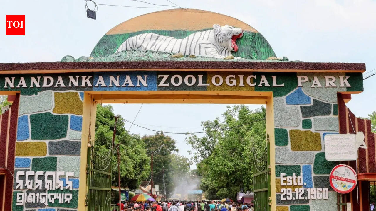 Nandanakanan zoo to get four cheetahs from South Africa park