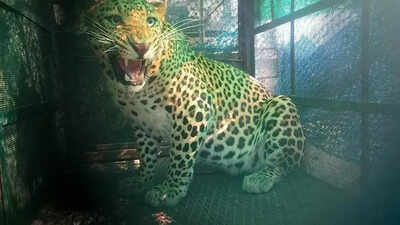 Leopard lifts cow, calf; locals urge forest dept to intervene