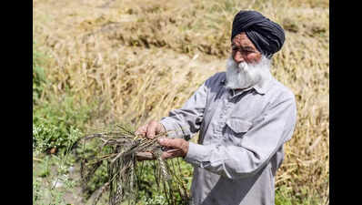 Punjab puts on hold 53% hike in crop loan limit