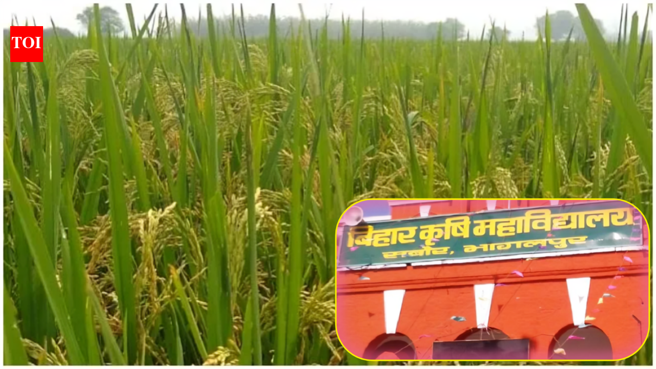 BAU develops drought-resistant paddy variety 'Sabour Samrat'