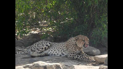 Cheetah KP-3 tranquillised near Rajasthan–MP border after prolonged movement