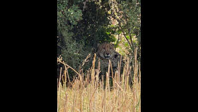 Cheetah KP-3 tranquillised near Rajasthan–MP border after prolonged movement