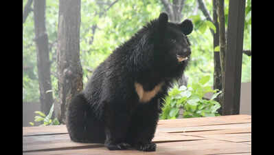Himalayan black bear on display at Dehradun zoo