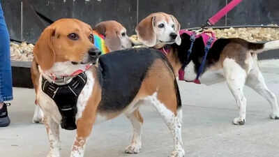 1,500 beagles *finally* heading for 'happy home' after release from research facility