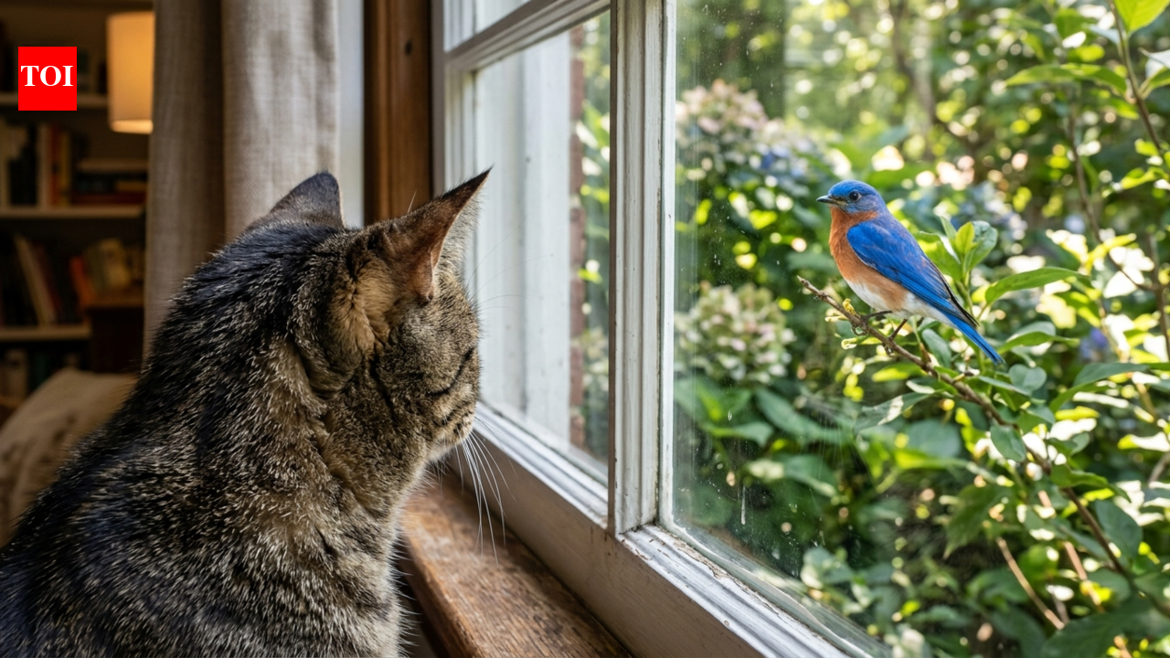 Why your cat chatters at birds through the window, according to science
