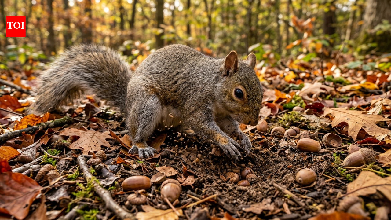 The surprising reason squirrels dig fake holes in your yard