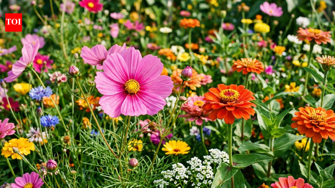 These 7 flowers will fill every empty corner of your garden before summer arrives | – The Times of India