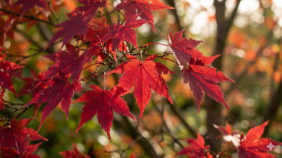Most people skip these Japanese maple care steps in May and regret it all summer