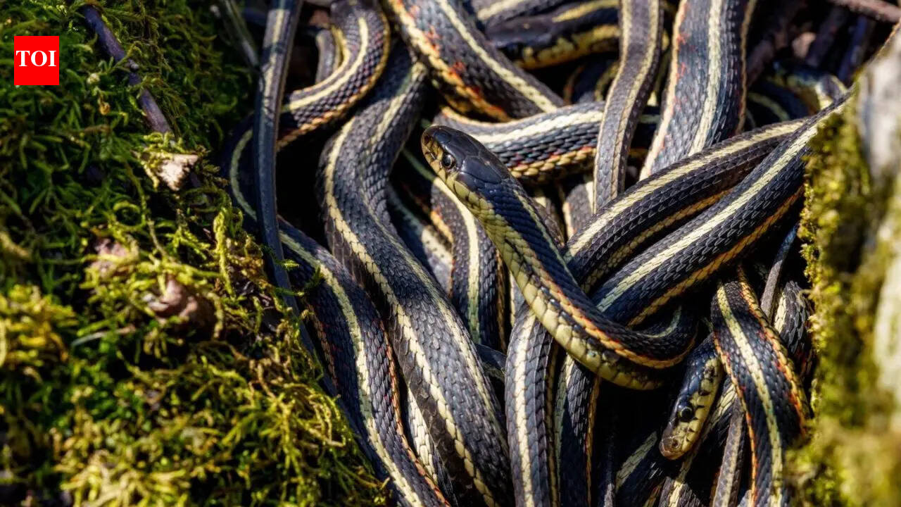 World’s largest snake gathering: A surprising ‘honeymoon spot’ for 75,000 snakes in Canada