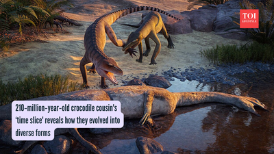 210‑million‑year‑old crocodile cousin's ‘time slice' reveals how they evolved into diverse forms