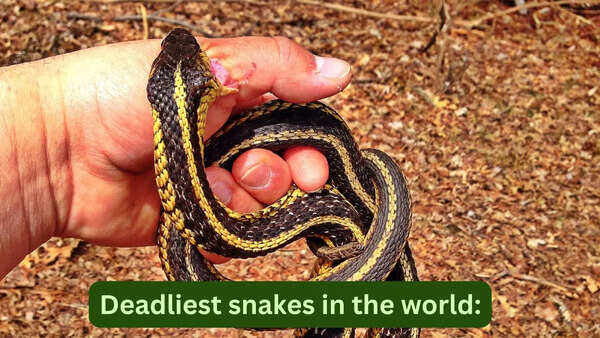 10 deadliest snakes in the world: One drop of venom can kill hundreds; what travellers should know