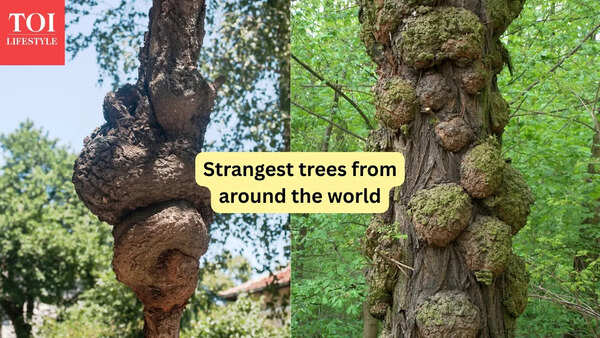10 strangest trees in the world and where can travellers can find them