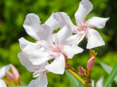 GK Fact of the Day: 7 deadly plants that look surprisingly beautiful