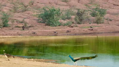 Rajasthan’s state bird faces sharp decline as GIB count falls to 41
