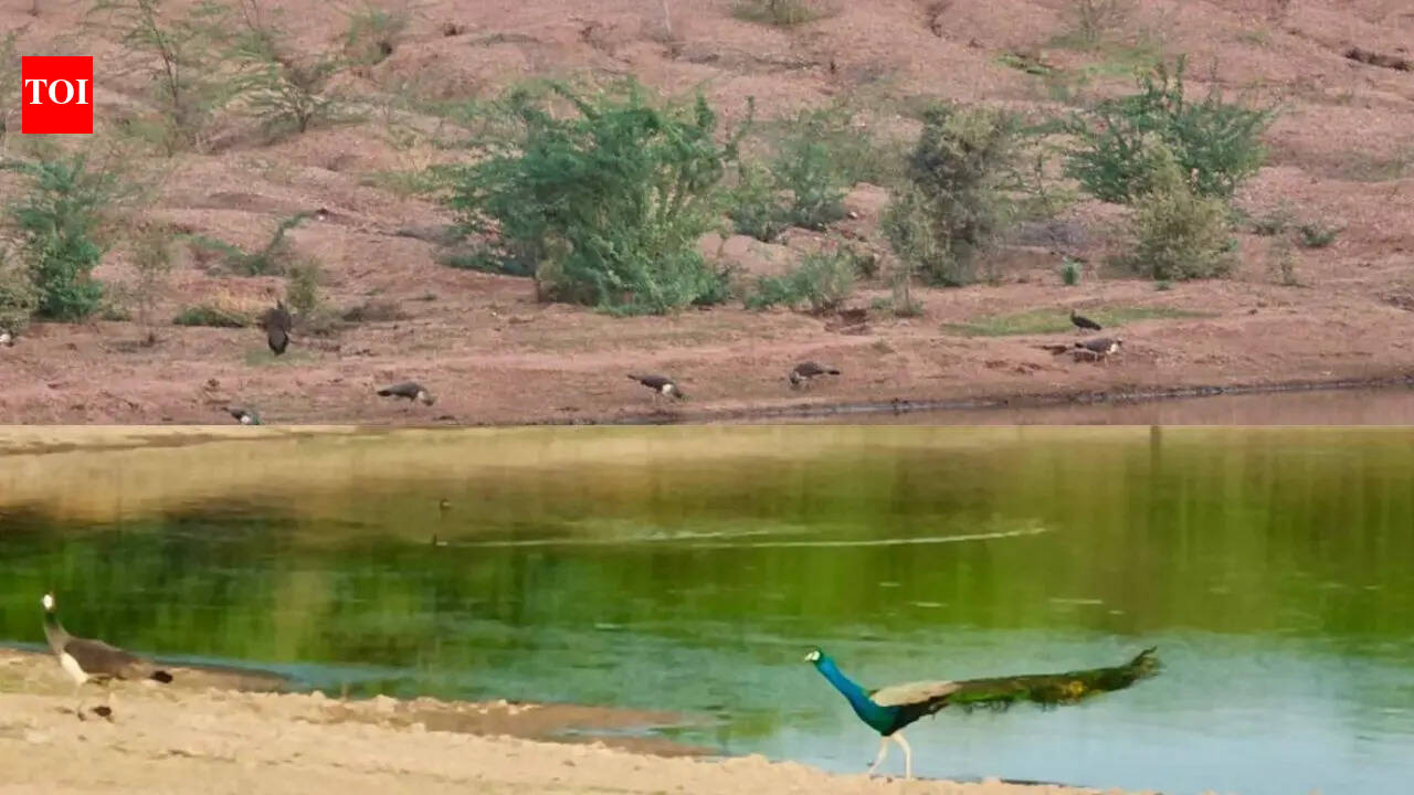 Rajasthan’s state bird faces sharp decline as GIB count falls to 41