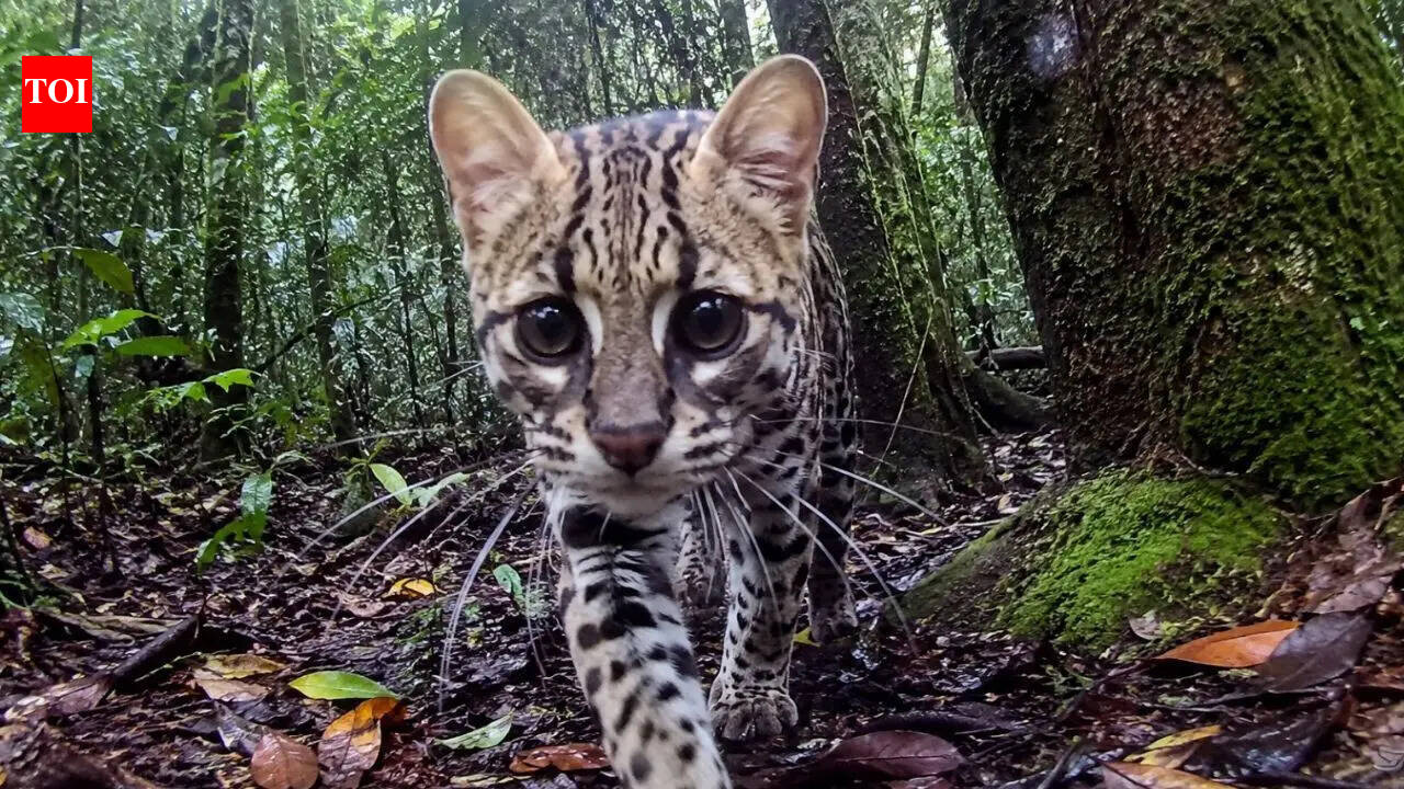 Beyond human eyes: A new camera captures the first real-time animal view of nature