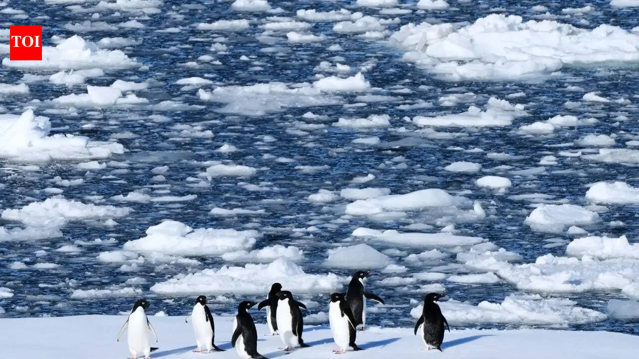 Antarctica's tourism boom raises concerns about contamination and disease
