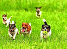 How Bengaluru pet parents are making their weekends paw-some