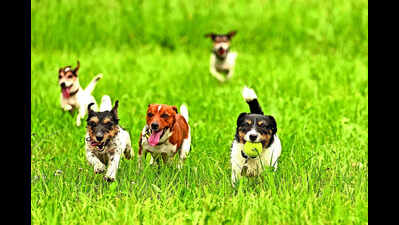 How Bengaluru pet parents are making their weekends paw-some