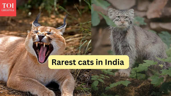Rarest cats in India and where to find them &ndash; they're not tigers or leopards
