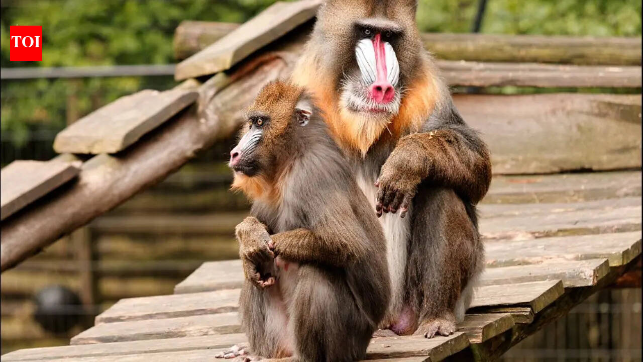 6 largest monkeys in the world: Meeting nature's primate heavyweights