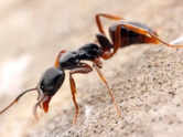 Asian needle ants: What you should know & how to stay safe