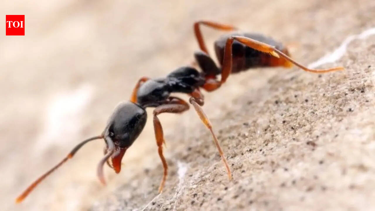 Deadly Asian needle ants invade US: What you should know and how to stay safe