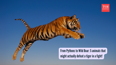 From Pythons to Wild Boar: 5 animals that might actually defeat a tiger in a fight!