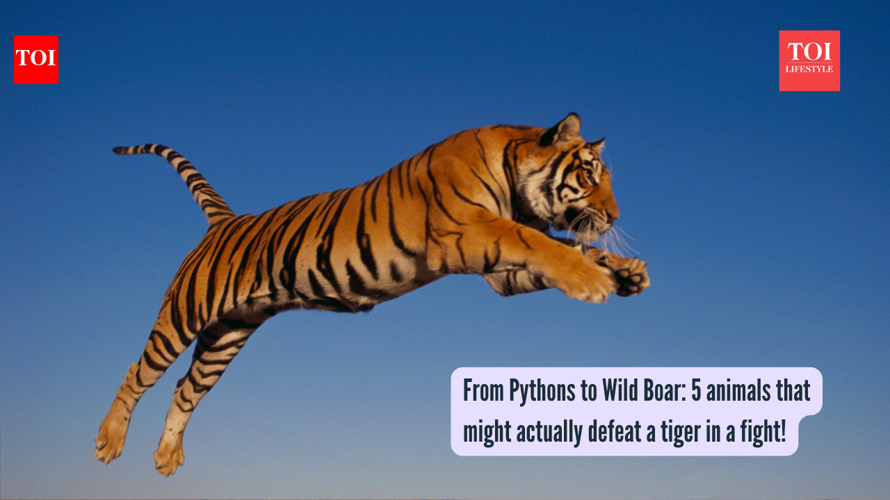 From Pythons to Wild Boar: 5 animals that might actually defeat a tiger in a fight!