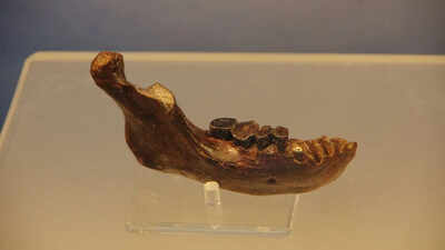 Ancient jawbone linked to neither Neanderthals nor humans may rewrite human origin story