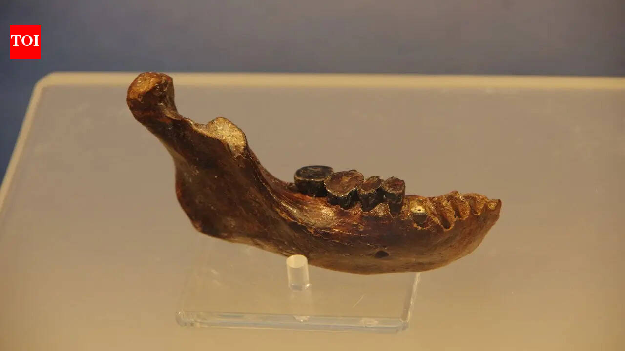 Ancient jawbone linked to neither Neanderthals nor humans may rewrite human origin story