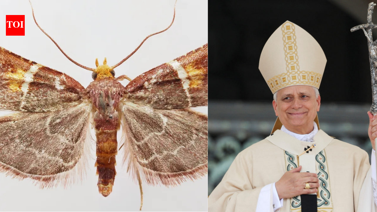 Pyralis papaleonei: Why scientists named this newly discovered moth after Pope Leo XIV