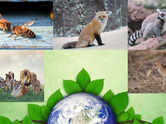 8 animals that quietly help Earth heal itself