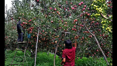 Start arrangements for apple procurement: Sukhu to HPMC