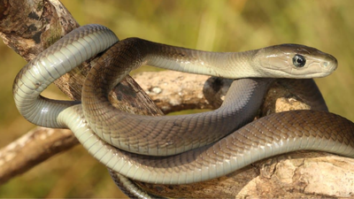 Black Mambas are not actually black: 10 interesting facts about the fastest snake on the Earth