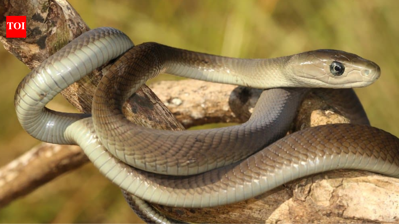 Black Mambas are not actually black: 10 interesting facts about the fastest snake on the Earth
