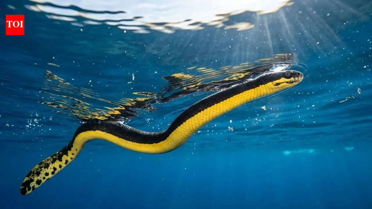 Yellow-Bellied Sea Snake: Evolution, habitat, and hunting strategies of this venomous predator
