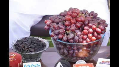California grape variety makes debut on North Karnataka farms