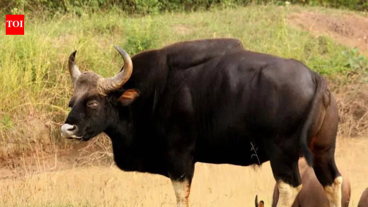 Forest dept launches gaur relocation operation | Mysuru News - The ...