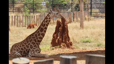 Star giraffe Shivani dies at BBP