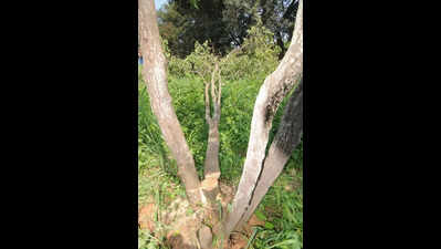 KSDL seeks ideas on anti-theft tech to protect sandalwood trees