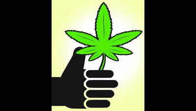 Police destroy cannabis saplings near Bhandup hill reservoir in Mumbai