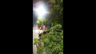 Ahmedabad: Civic body faces flak for heavy pruning of trees