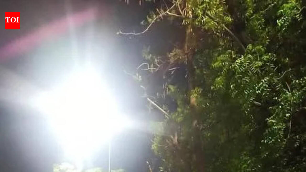 Ahmedabad: Civic body faces flak for heavy pruning of trees | Ahmedabad ...