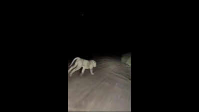 SIT begins probe after viral lion harassment video sparks outrage