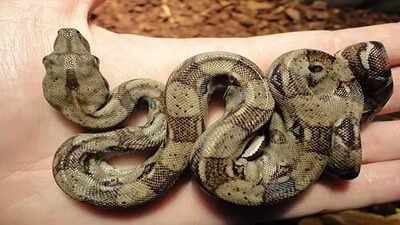 Not all snakes slither: Scientists explain the strange straight-line movement of some species