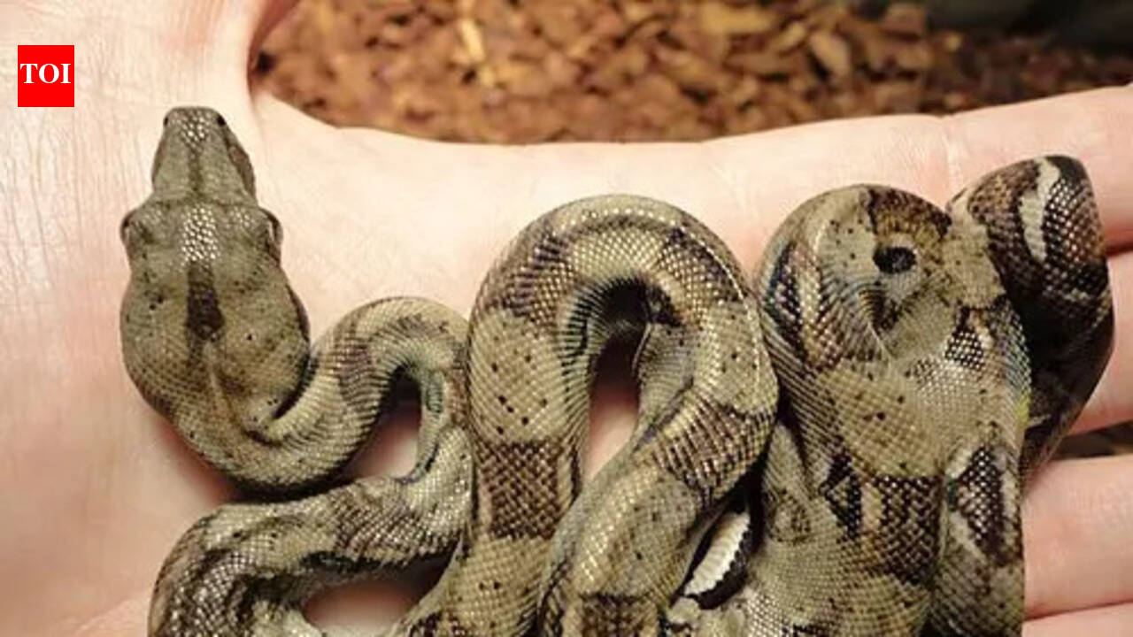 Not all snakes slither: Scientists decode rare straight-line movement
