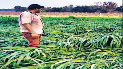 10,546 farm suicides in 2024, 2% dip from previous year: Data