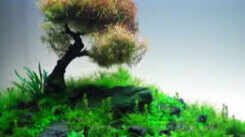 Aquascaping: Landscape gardening done underwater