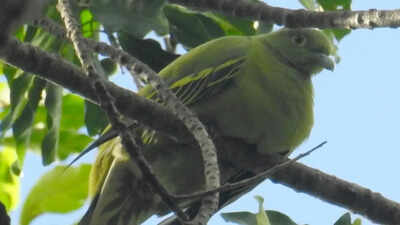 Timor Green Pigeon could vanish within years; Scientists sound alarm over potential loss of 'endangered' species